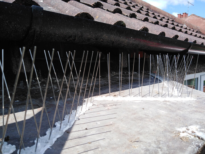 Pidgeon spikes installers for Chester.